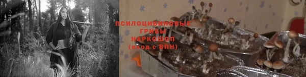 прущие грибы Баксан