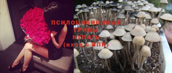 прущие грибы Баксан